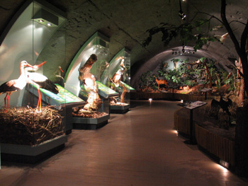 Muzeum přírody v Třeboni